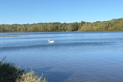 Swans on Lt. Paw Paw Lake